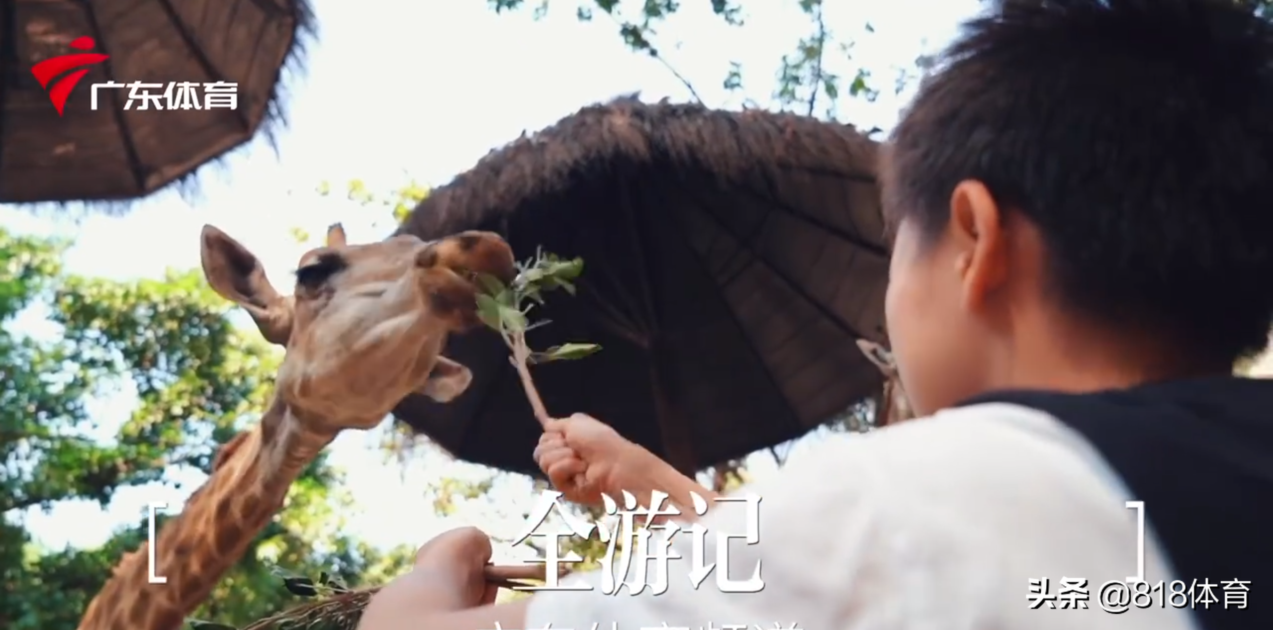 神仙师徒!全红婵动物园喂长颈鹿树叶不得要领,何教练亲自示范教她