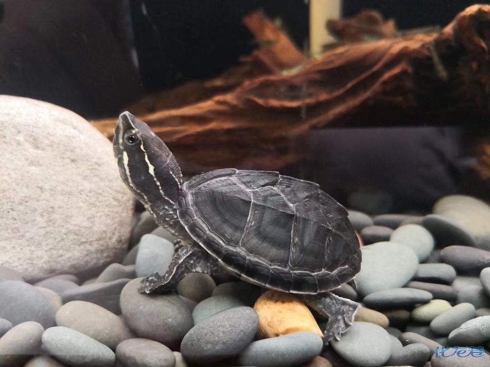 常见乌龟寿命千年王八万年龟乌龟到底能活多久