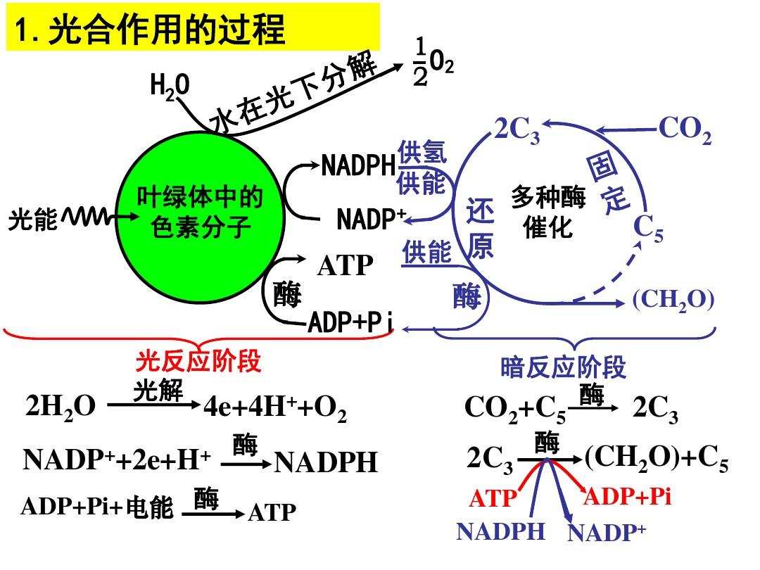 二氧化碳变淀粉图片