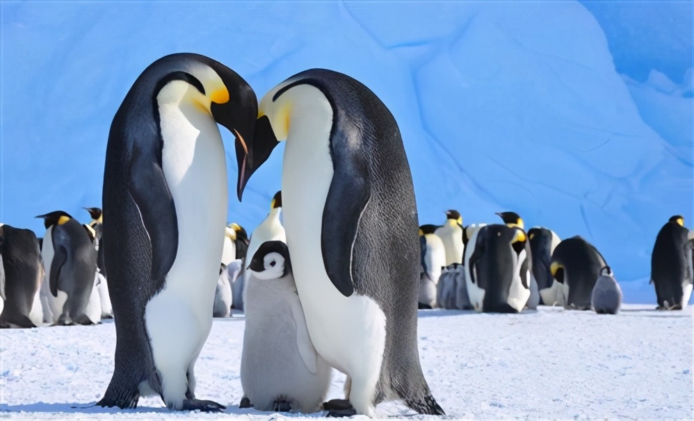 企鵝蛋竟然是由雄性孵化？企鵝爸爸不吃不喝兩個月，過程極為艱辛