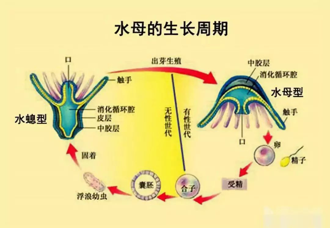 这个动物能永生不死，它给人类不死留下了什么神奇的密码