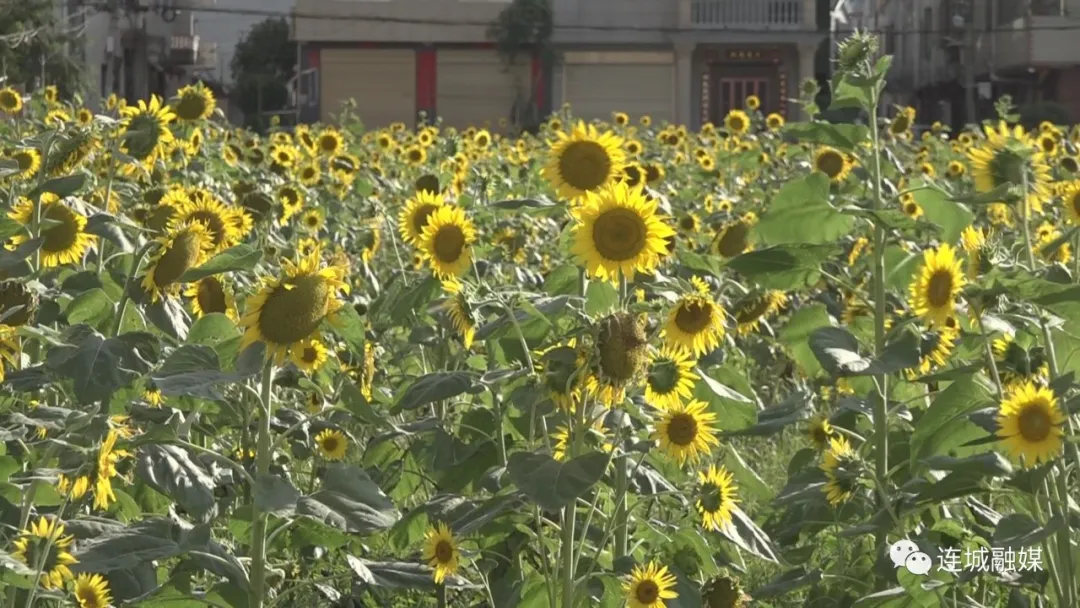 连城：向日葵绽放 盛夏美景如画