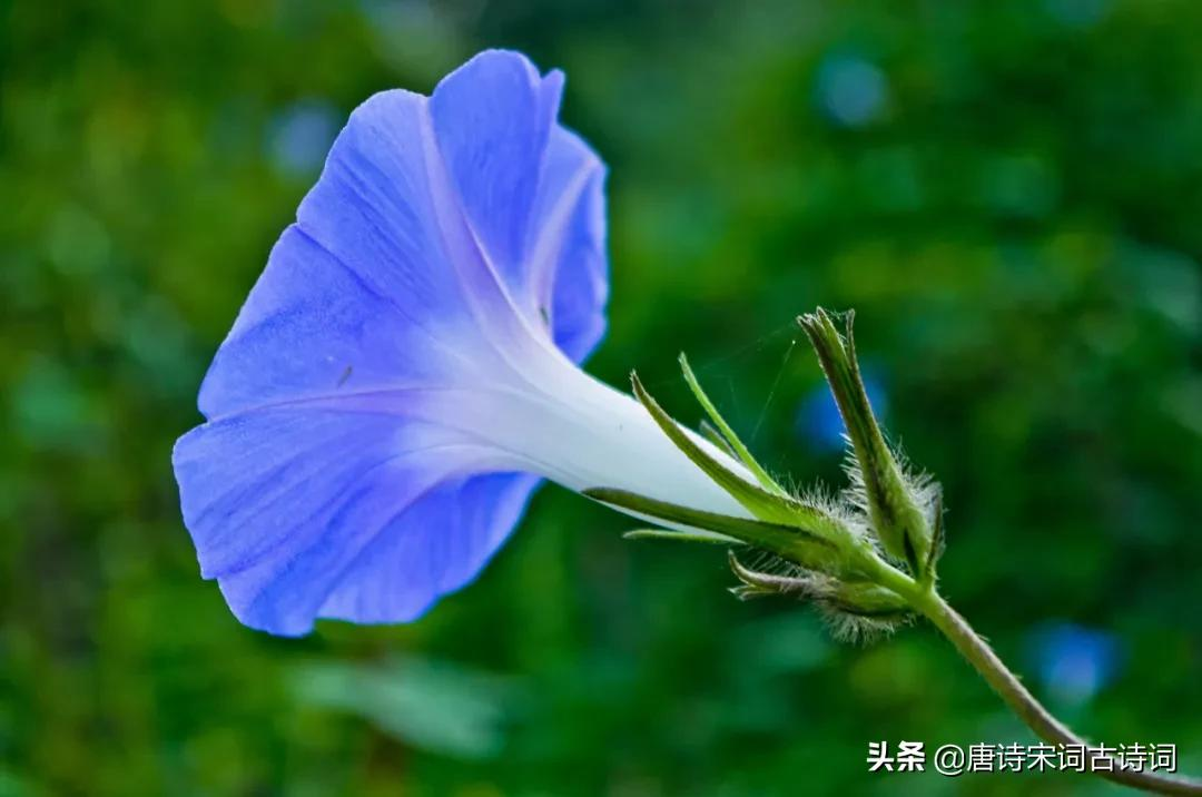 夏天的花儿-第11张图片-诗句网