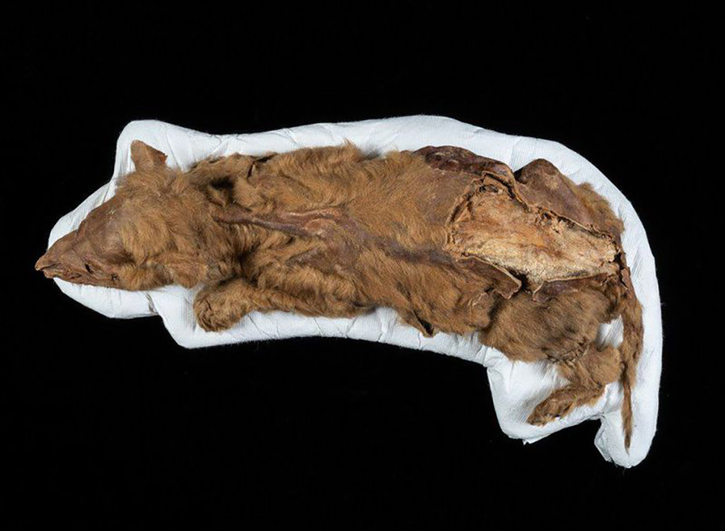 北極發現5萬年前屍體，科學家擔心永凍土鎖不住，人類該警惕