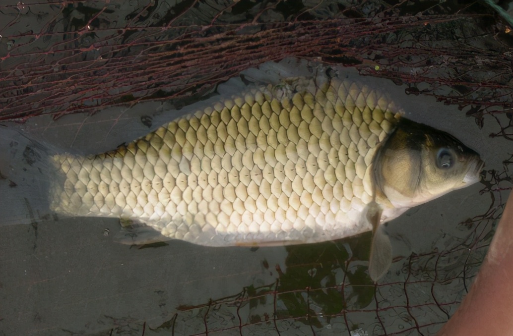 闲聊常说的鲤鲫