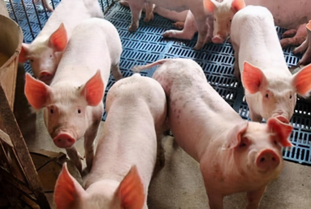猪价已现8连跌！生猪“禁调”到来，未来几个月