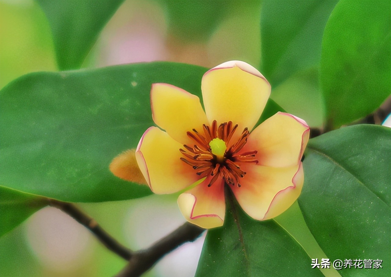 深山含笑花 苞潤如玉 香幽若蘭 養花管家 Mdeditor