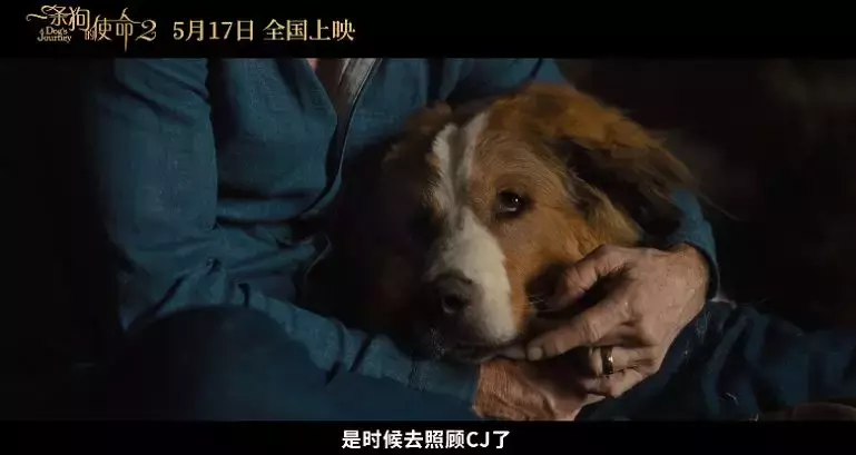 准备好纸巾!「一条狗的使命2」来了