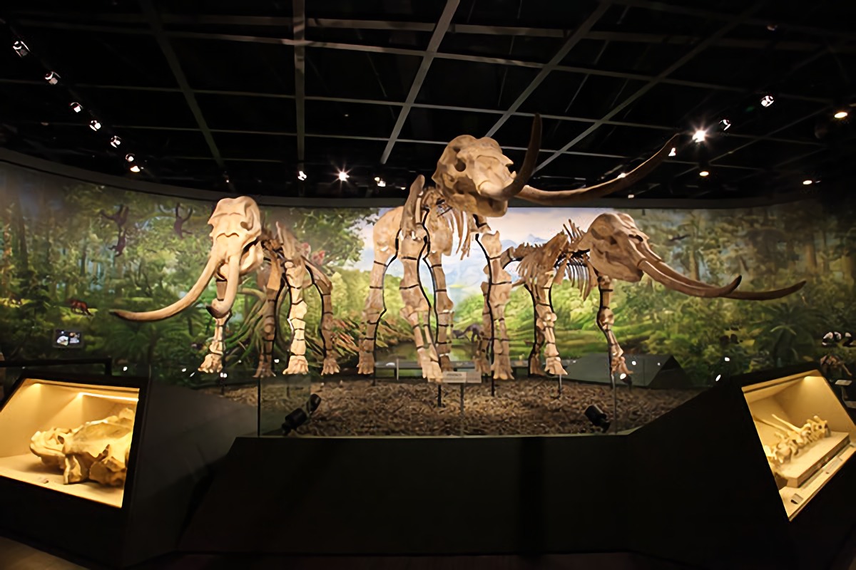 国际博物馆日怎么过？重庆的5大一级博物馆，门票最高140