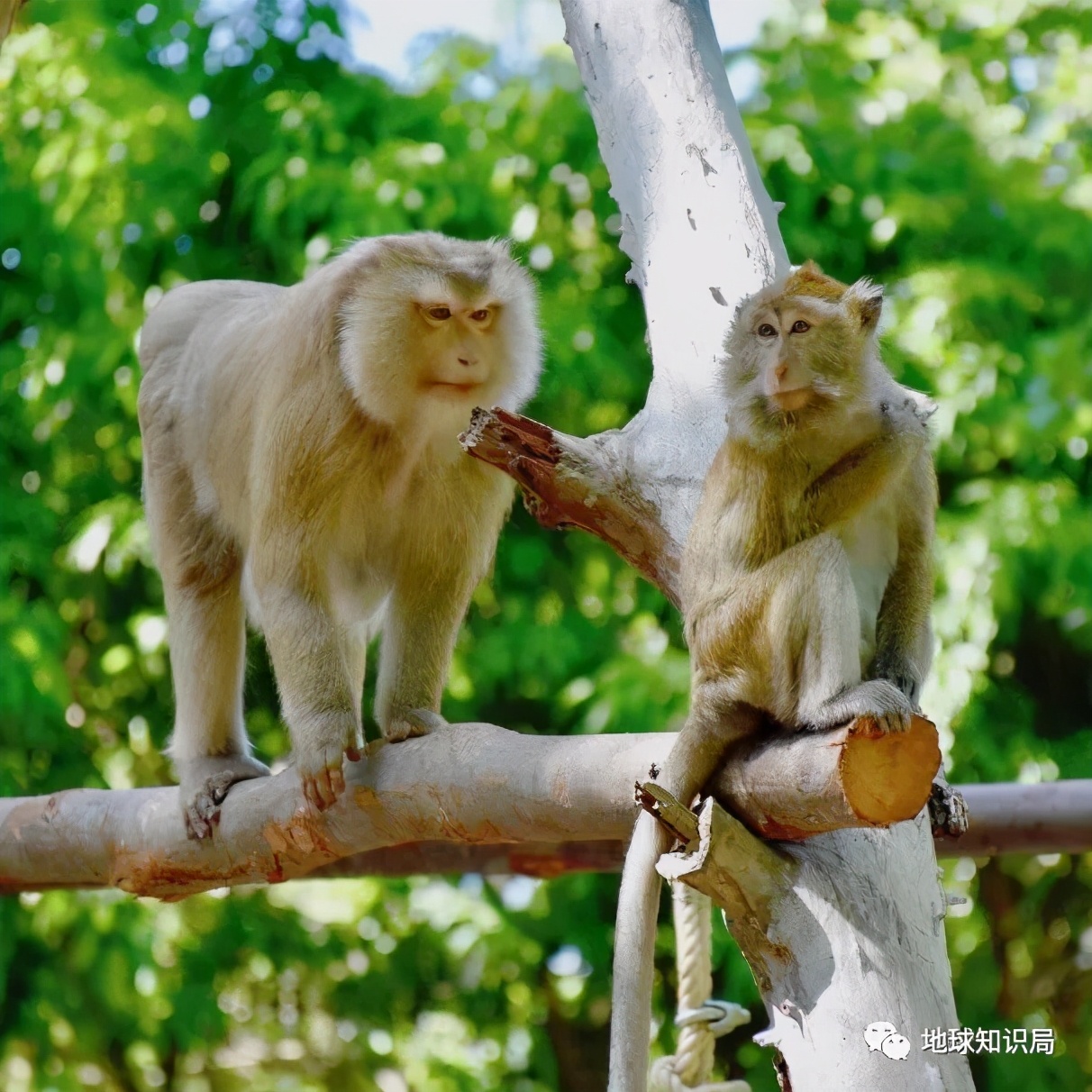 泰國猴子，有苦說不出 | 地球知識局