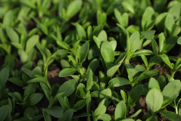 泰萊集團推出甜葉菊可持續(xù)種植新計劃 助力中國鄉(xiāng)村振興戰(zhàn)略