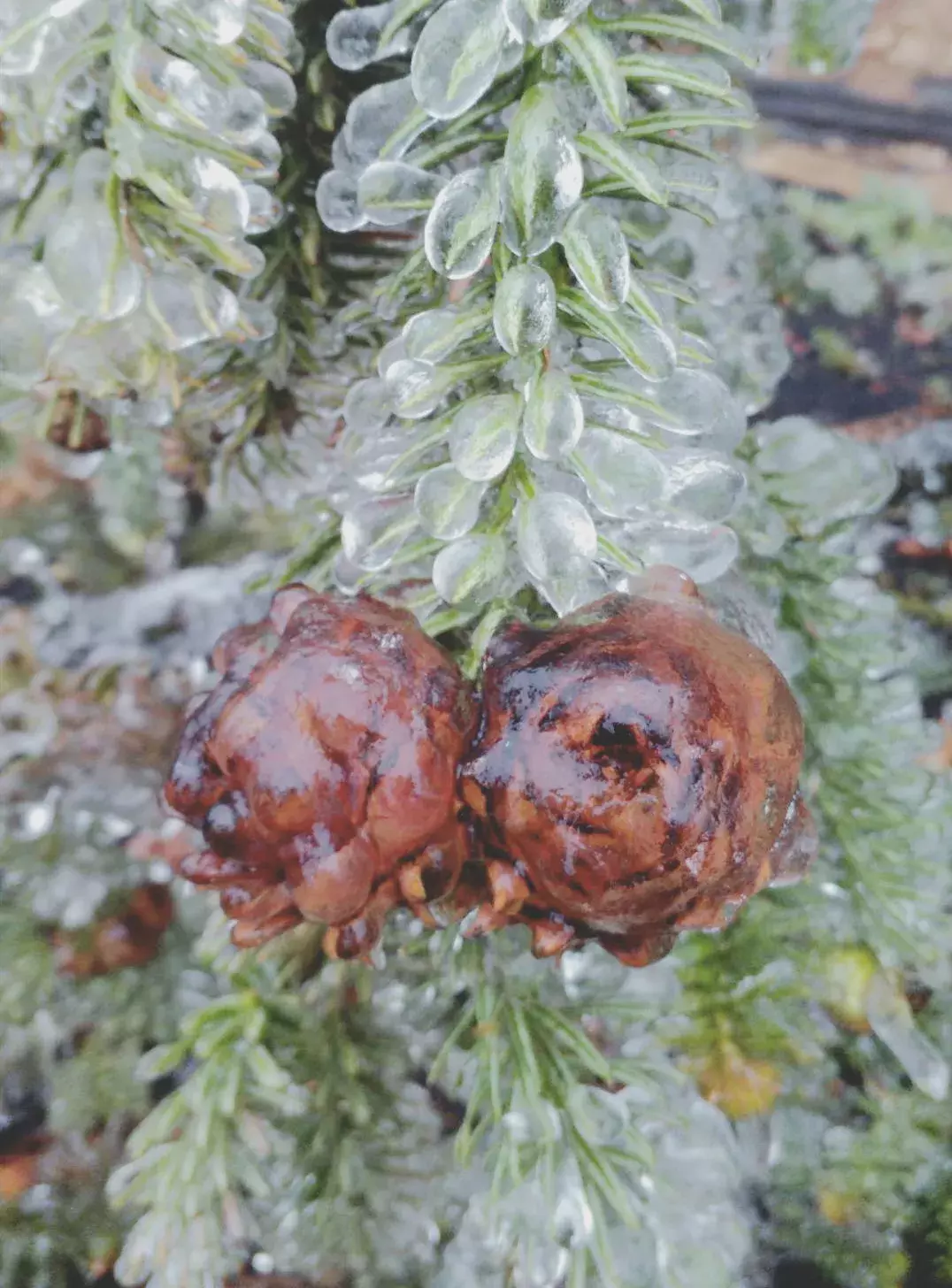 不用去看故宫的雪！钱塘江畔的冰雪霸屏了……美翻了整个江南！