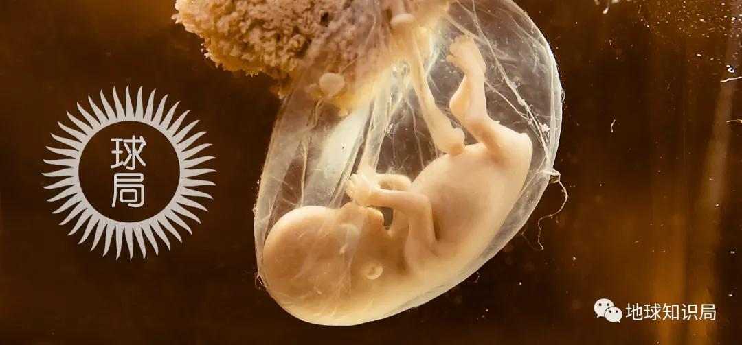 代孕工廠，在這裏 | 地球星空体育官网入口网站局