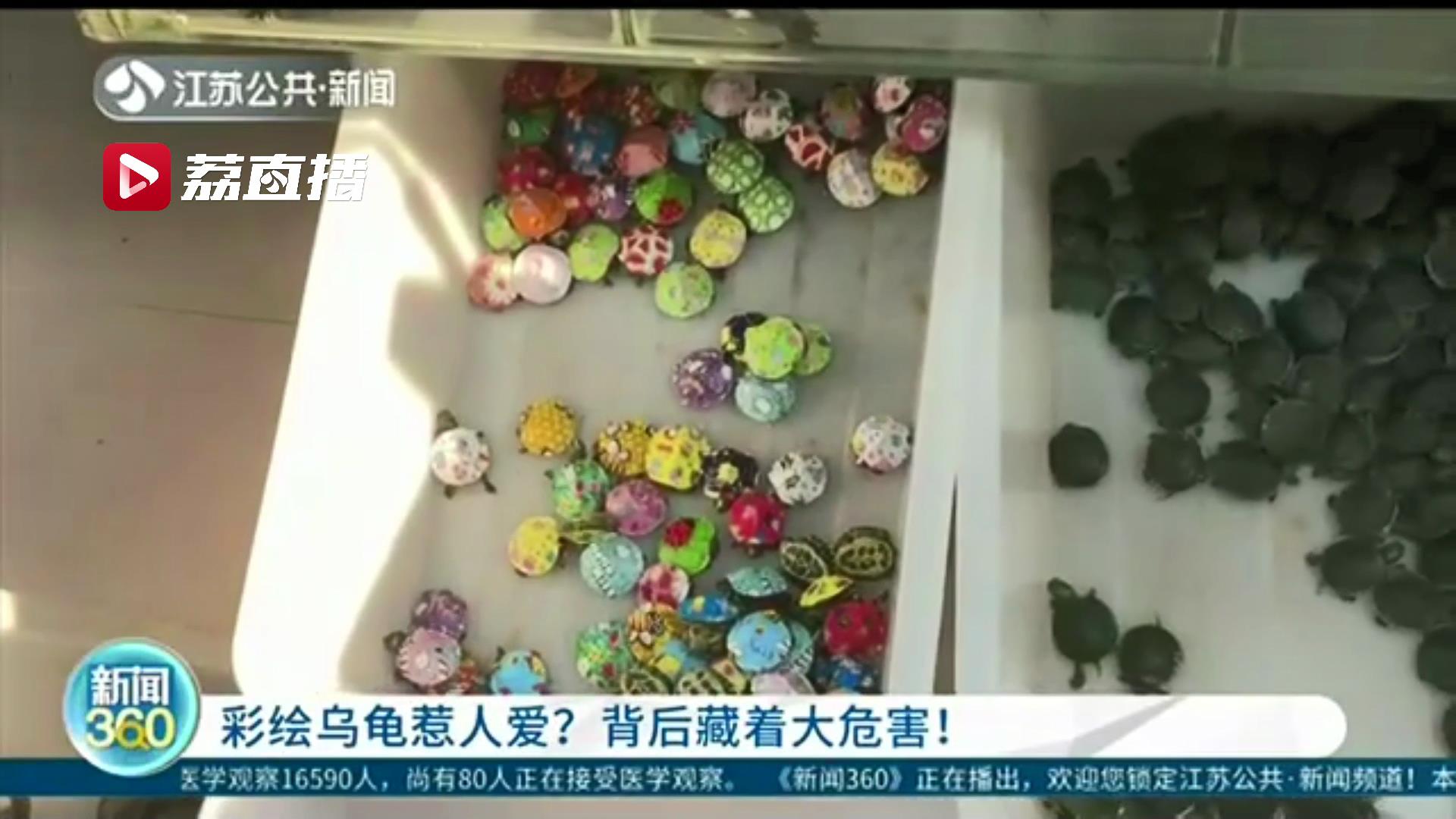 谨慎购买彩绘小乌龟！专家提醒：一来涂料有毒，二来它是外来入侵物种