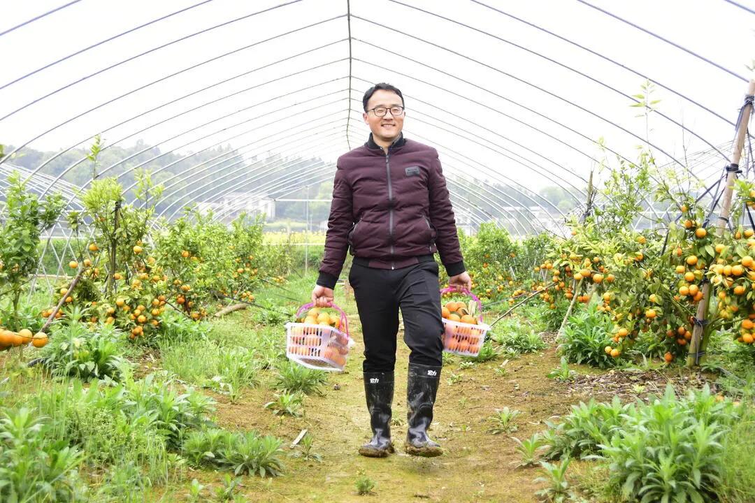 湘潭金都现代农业园柑橘熟了（组图）