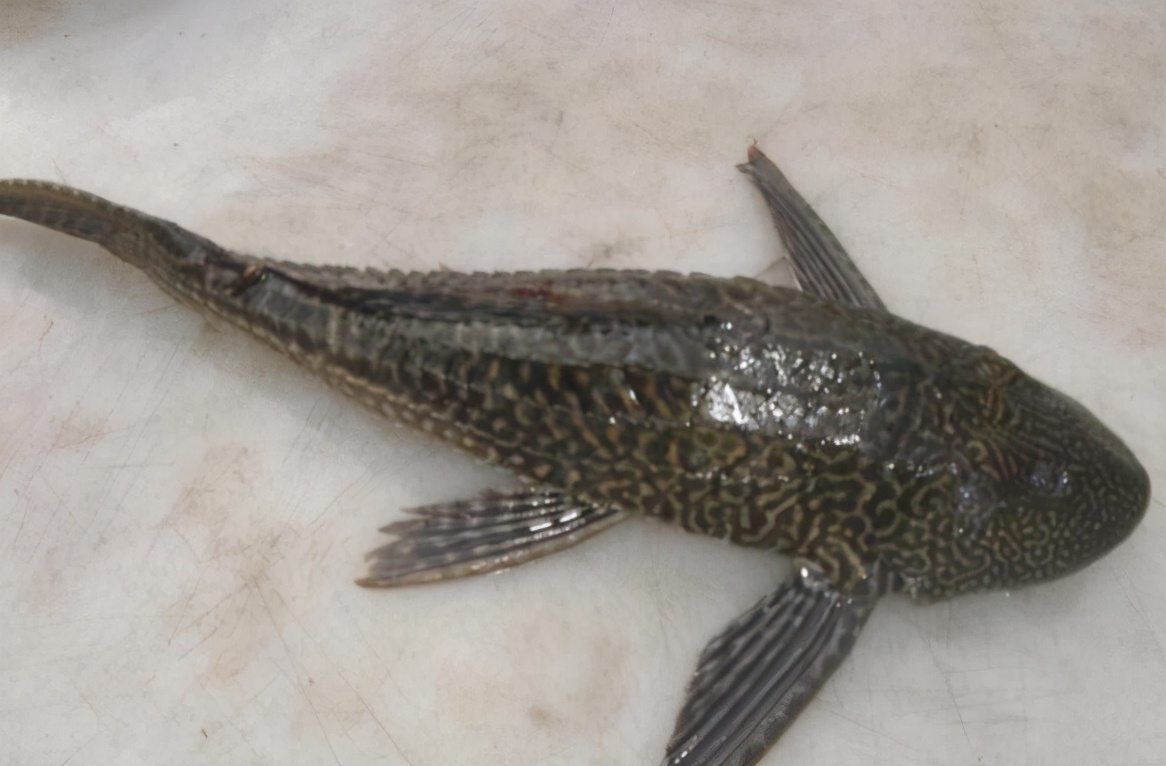 將鱷魚當做大餐，食人魚當做零食，凶猛的亞馬遜河狼——巨獺