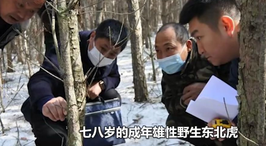 深山遇猛虎，黑龍江一老漢與虎兩米對峙，教科書般操作后全身而退