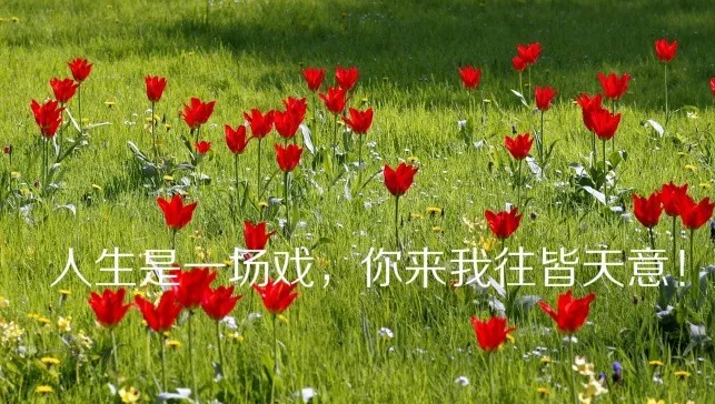 适合发朋友圈人生感悟的经典语录 精辟有哲理