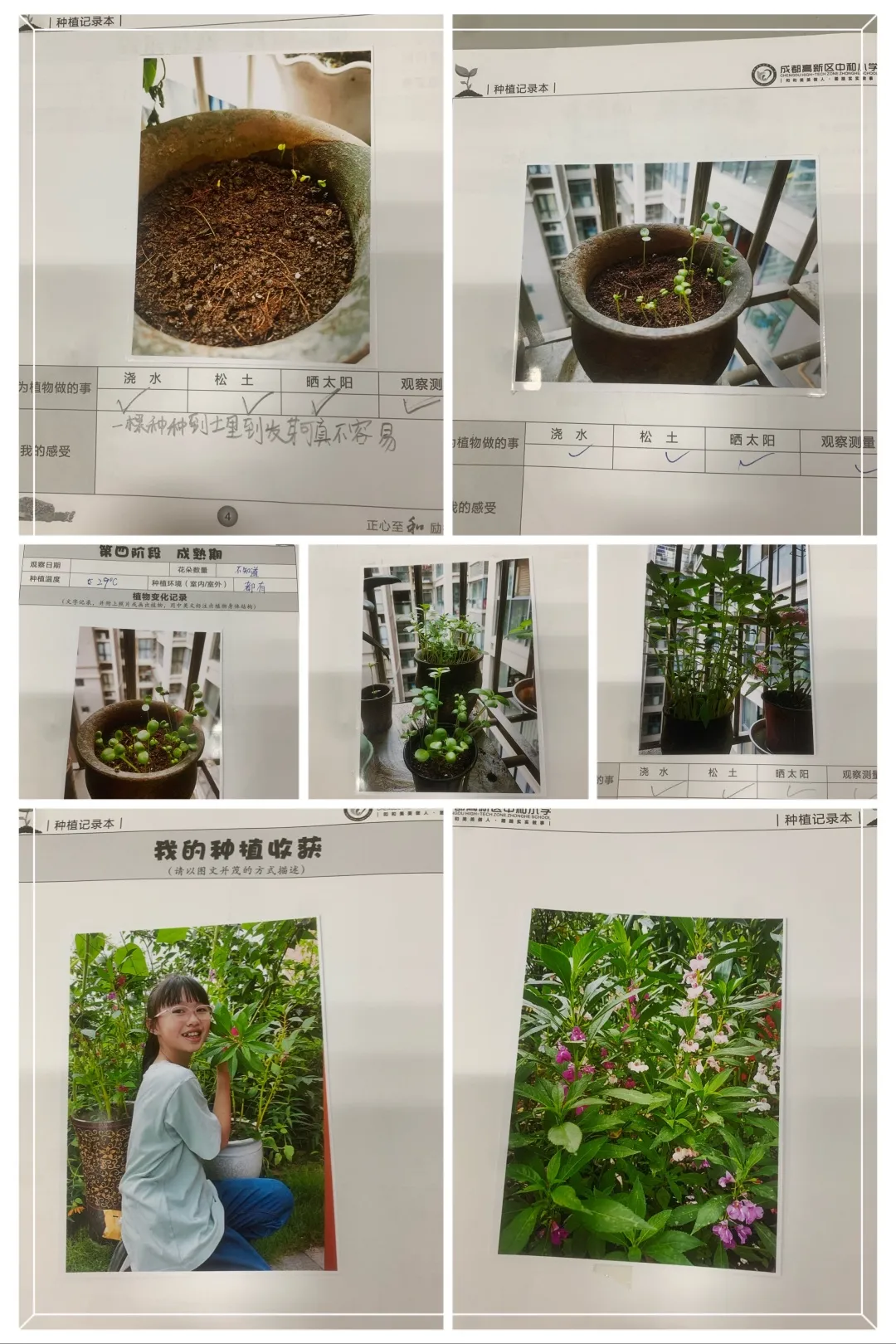 成都高新区中和小学开展“种植劳动”主题课程