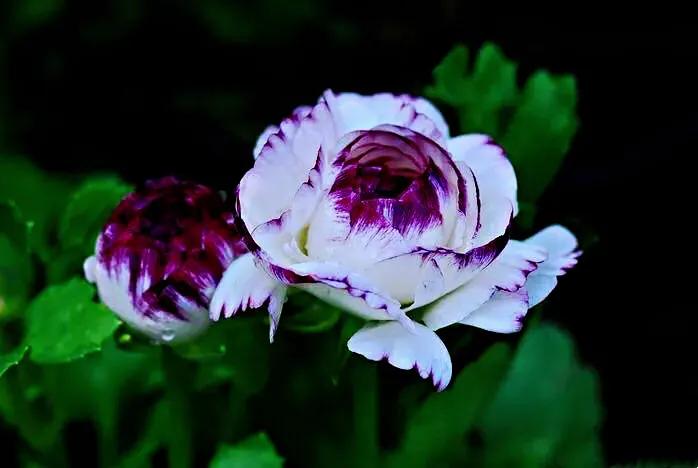 花毛莨及常见品种介绍 附图 李彬文 Mdeditor