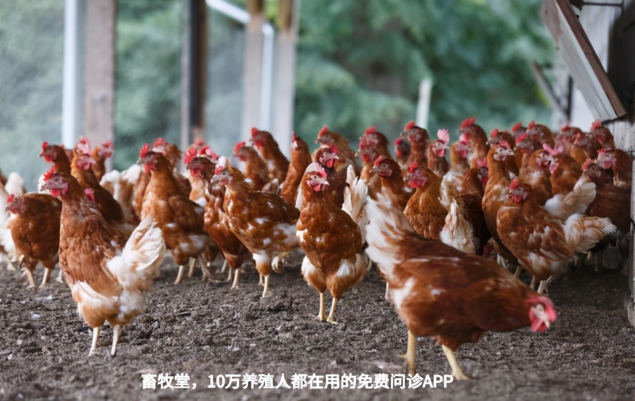 热应激对鸡的影响有多大？该如何有效应对？