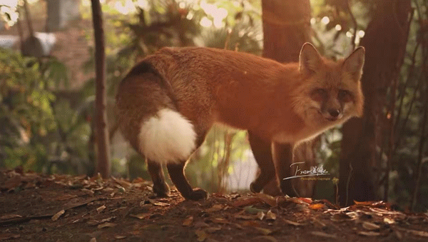 高萌预警 武大偶遇红狐狸珞珞 而且拍下来啦 其他 蛋蛋赞