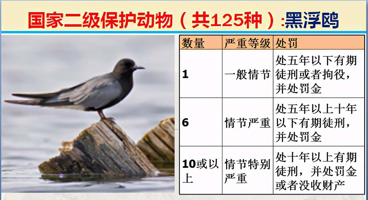 国家最新125类二级野生保护名录，图片及违法对应刑责