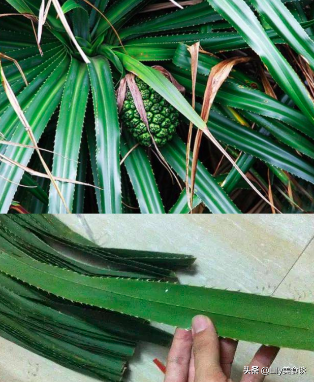 端午节包粽子，农村这7种“叶子”都能包，自带独特清香，收藏好