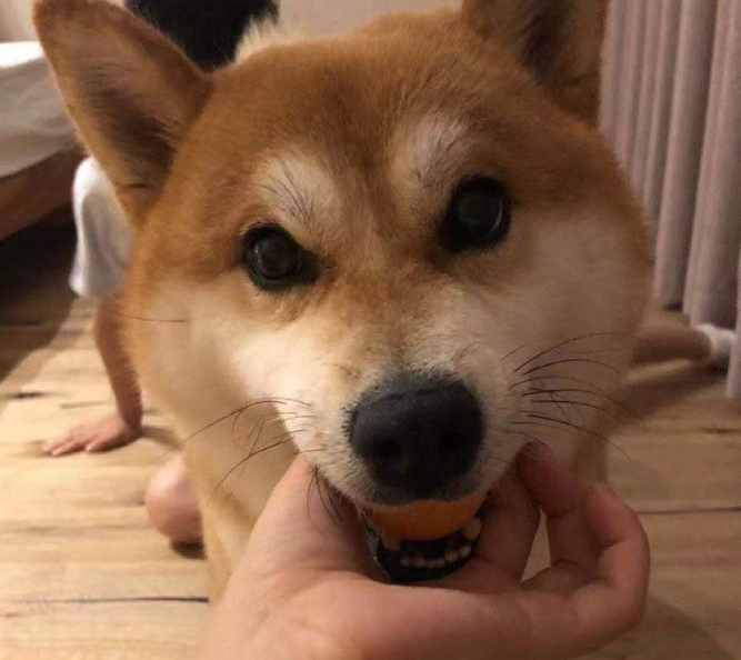 男子多次带爱犬乘飞机，不料在托运中丧生，男子：养狗花了近百万
