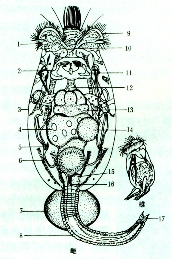 水花育苗:别把水蚤当轮虫,水蚤是天然优质饵料!轮虫是开口饵料