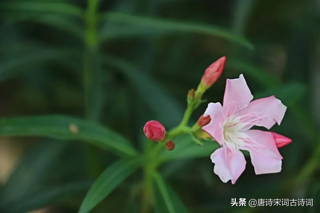 夏天的花儿-第5张图片-诗句网