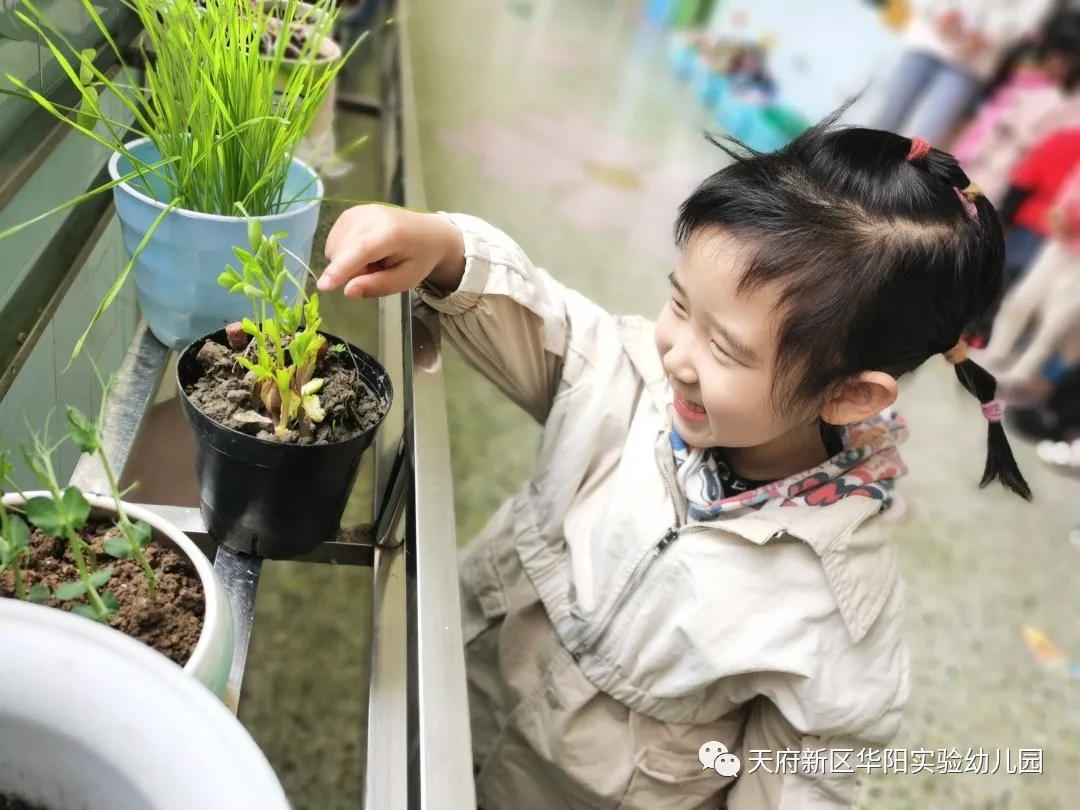 苏醒的种子 萌动的春天丨天府新区华阳实验幼儿园植物育成记