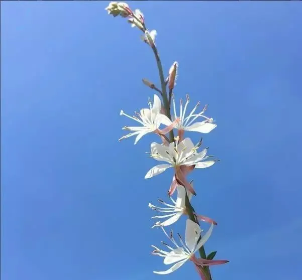 160種· 奇花異草，絕對有你沒見過的！ 「下部分」