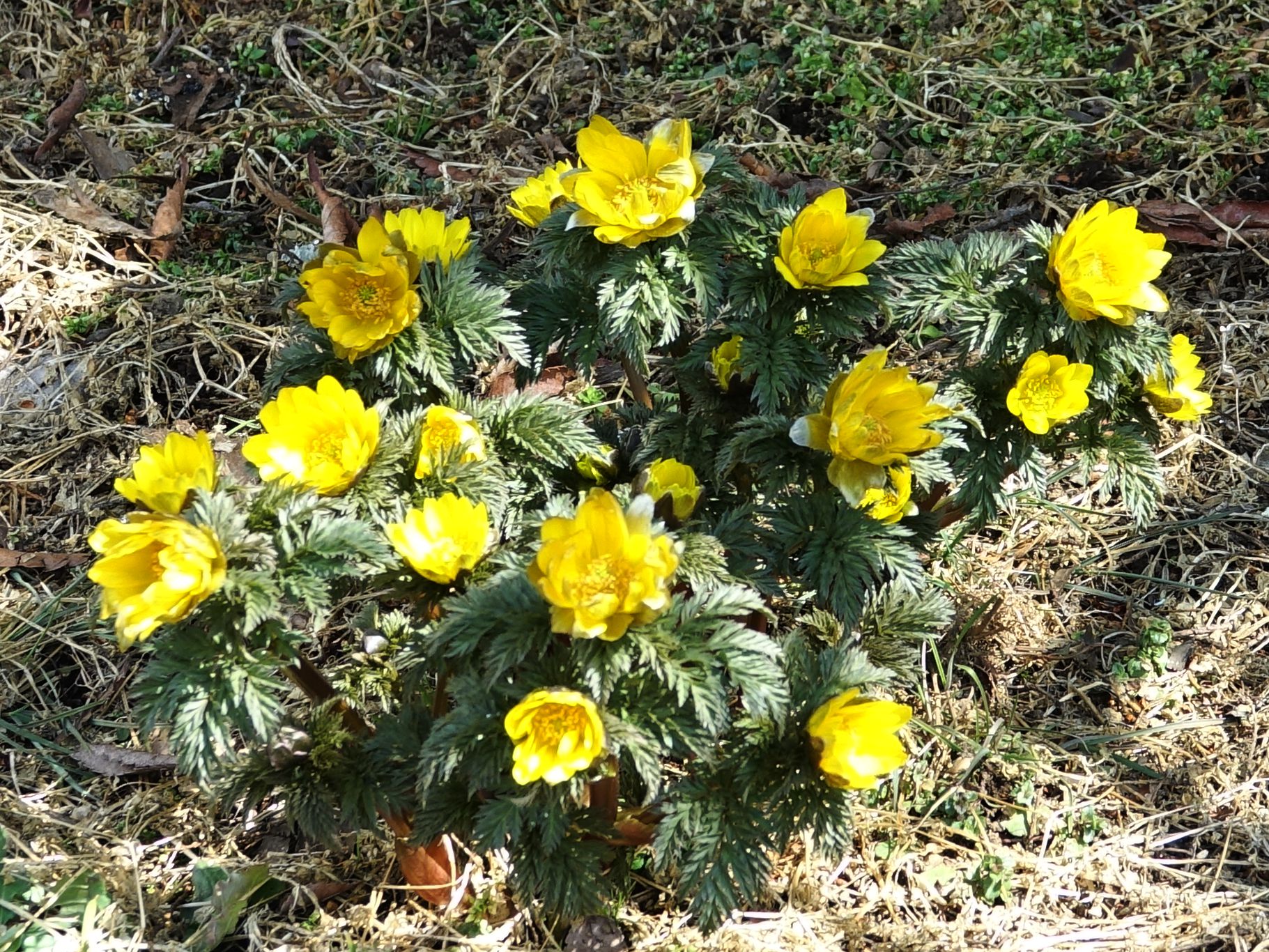 花木春秋68 侧金盏花 雪消即开的冰凌花 新春送喜的福寿草 花木春秋 Mdeditor