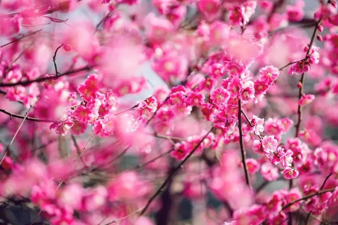 三月初春西安賞花指南 走進海棠 玉蘭 杏花的花花世界 西安微時光 Mdeditor