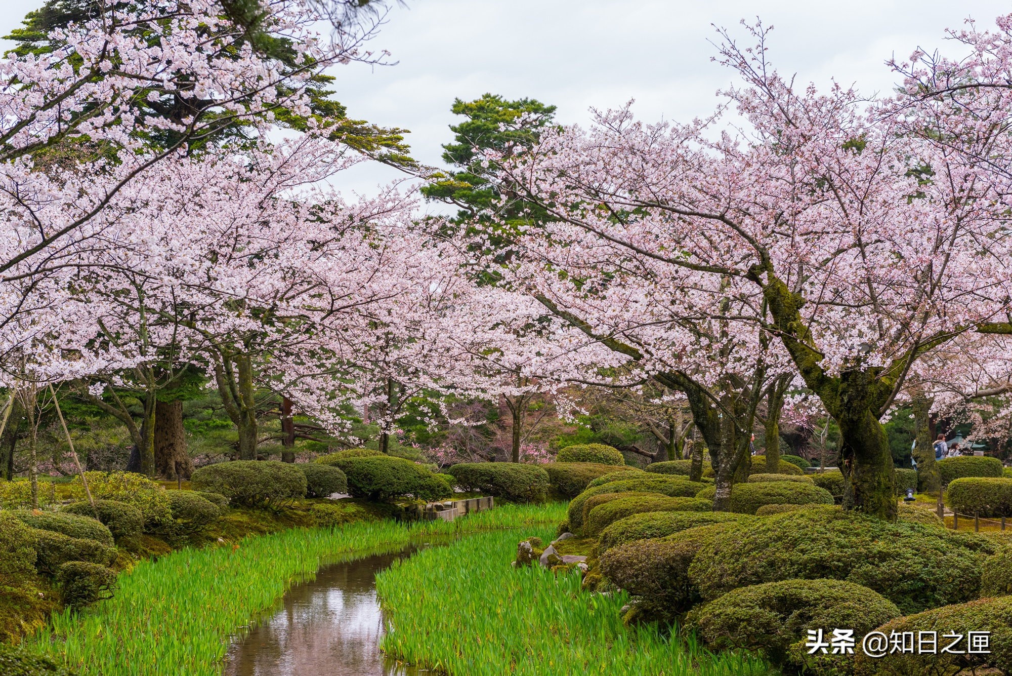 夜燈下的奇幻色彩 日本三大名園 兼六園的秋與冬 中國熱點