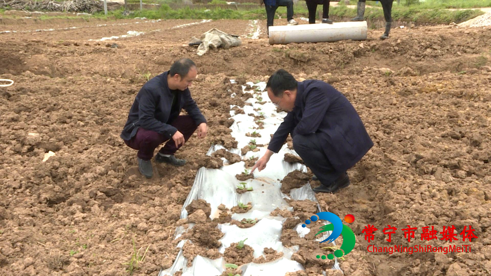 常宁蜜瓜产业持续“升温”!20000亩蜜瓜种植忙