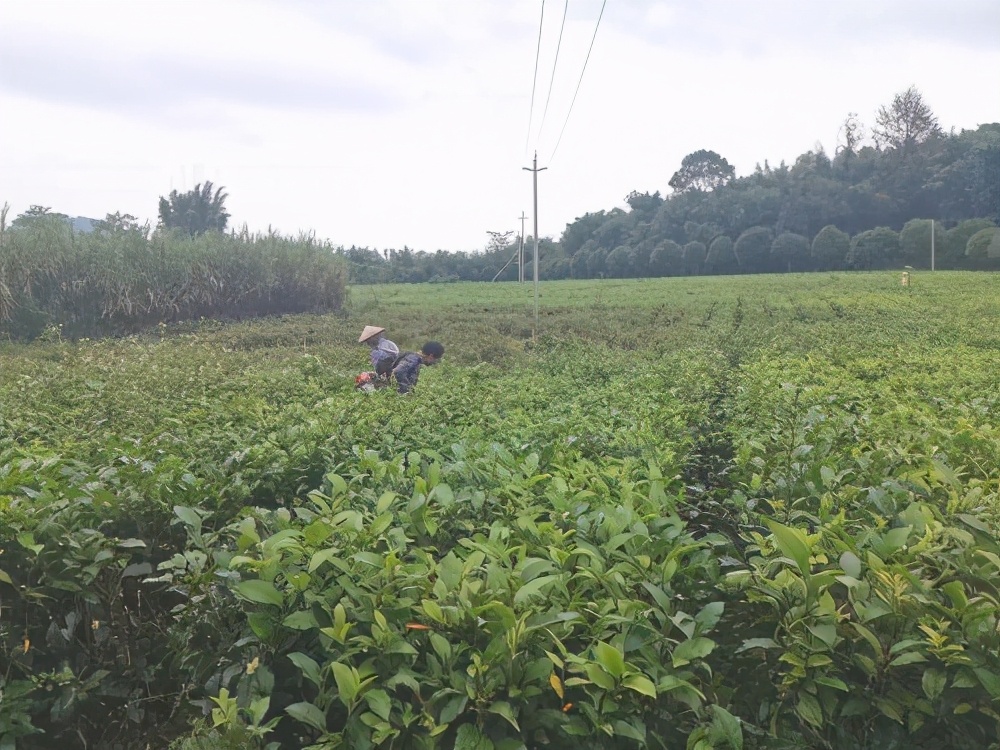 让茶园返璞归真，回归人工除草