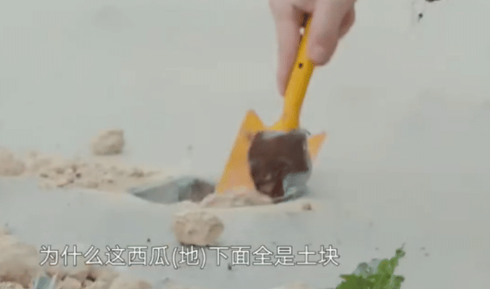 向往的生活：张子枫给瓜苗浇水！懂的人看了无