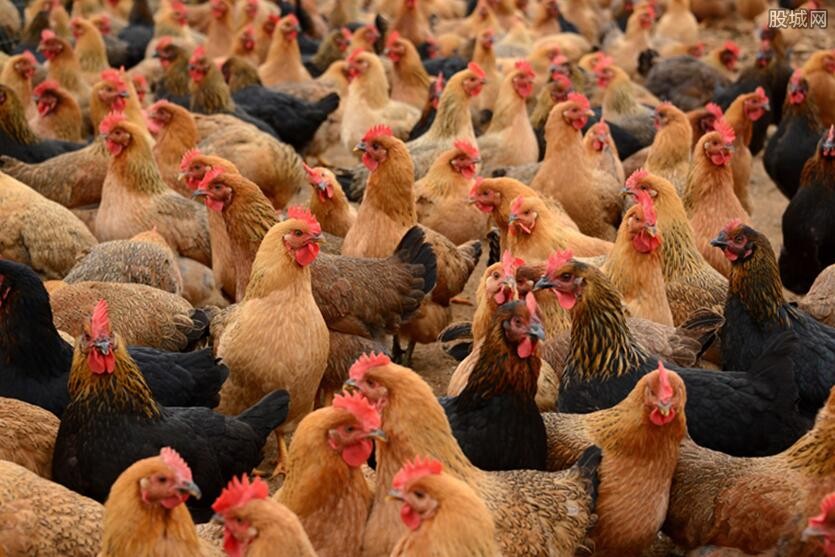 一天傳來兩個壞消息，蓬佩奧遭緊急隔離，日本人不能吃雞肉了