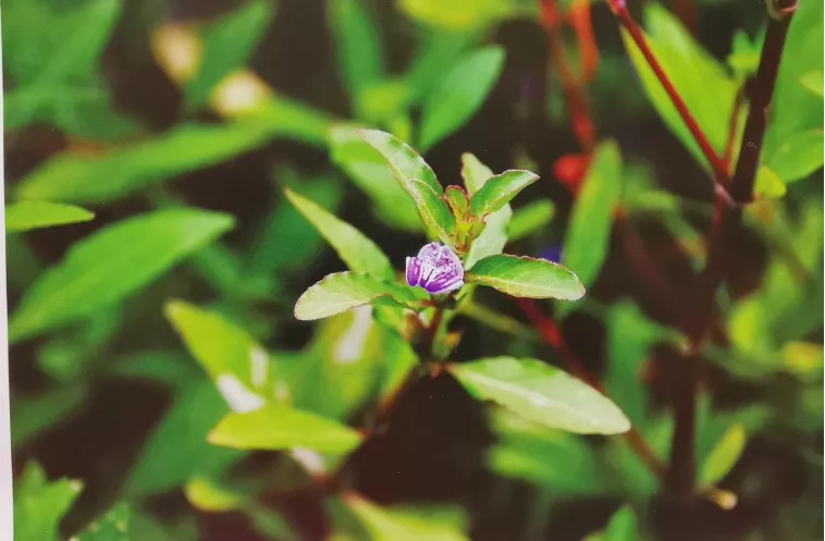 南天仙子植物图(出自陈虎彪,赵中振.