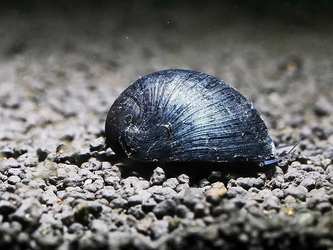 常见观赏螺简介暨新手养螺记_淡水两栖_西南渔业网