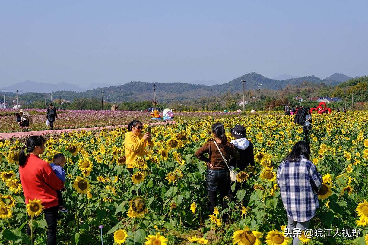 安徽廣德 初冬時節 千畝花海 競相綻放引客來 皖江大視野 Mdeditor