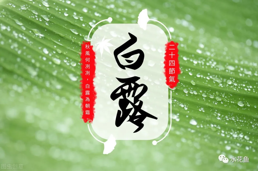 鱼类“白露瘟”及其应对措施:“白露劫”并不怕!“渡劫”并不难