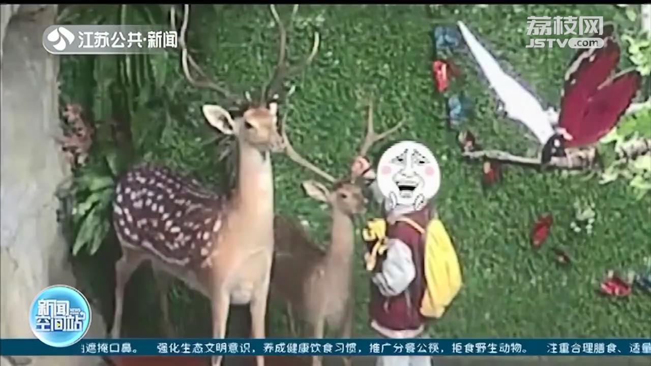 小朋友拔下动物园鹿角标本：给爷爷滋补