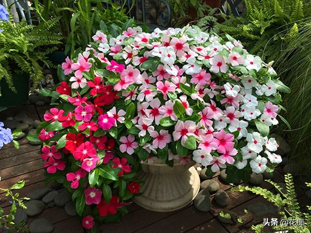 四季梅的养殖方法和注意事项-四季梅剪枝视频播放