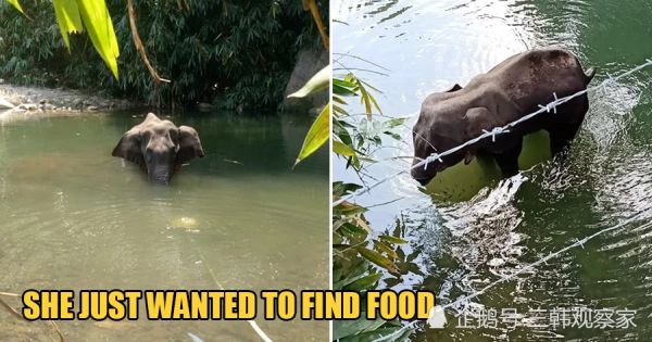 印度男子把炸药塞进菠萝后喂给怀孕野象，野象