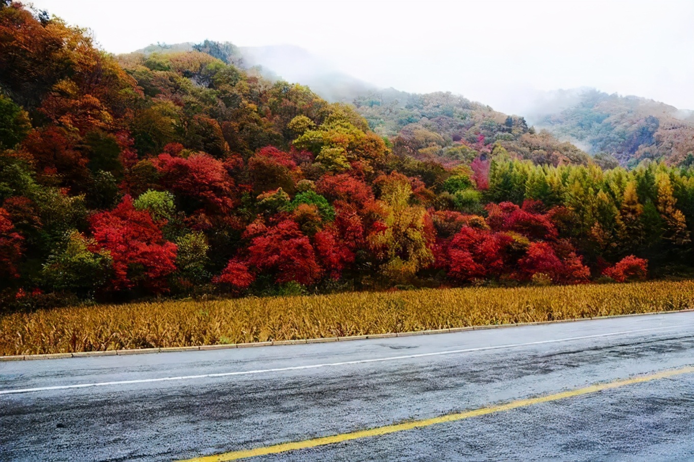 Missing these 14 maple viewing areas in November is equivalent to missing the entire autumn