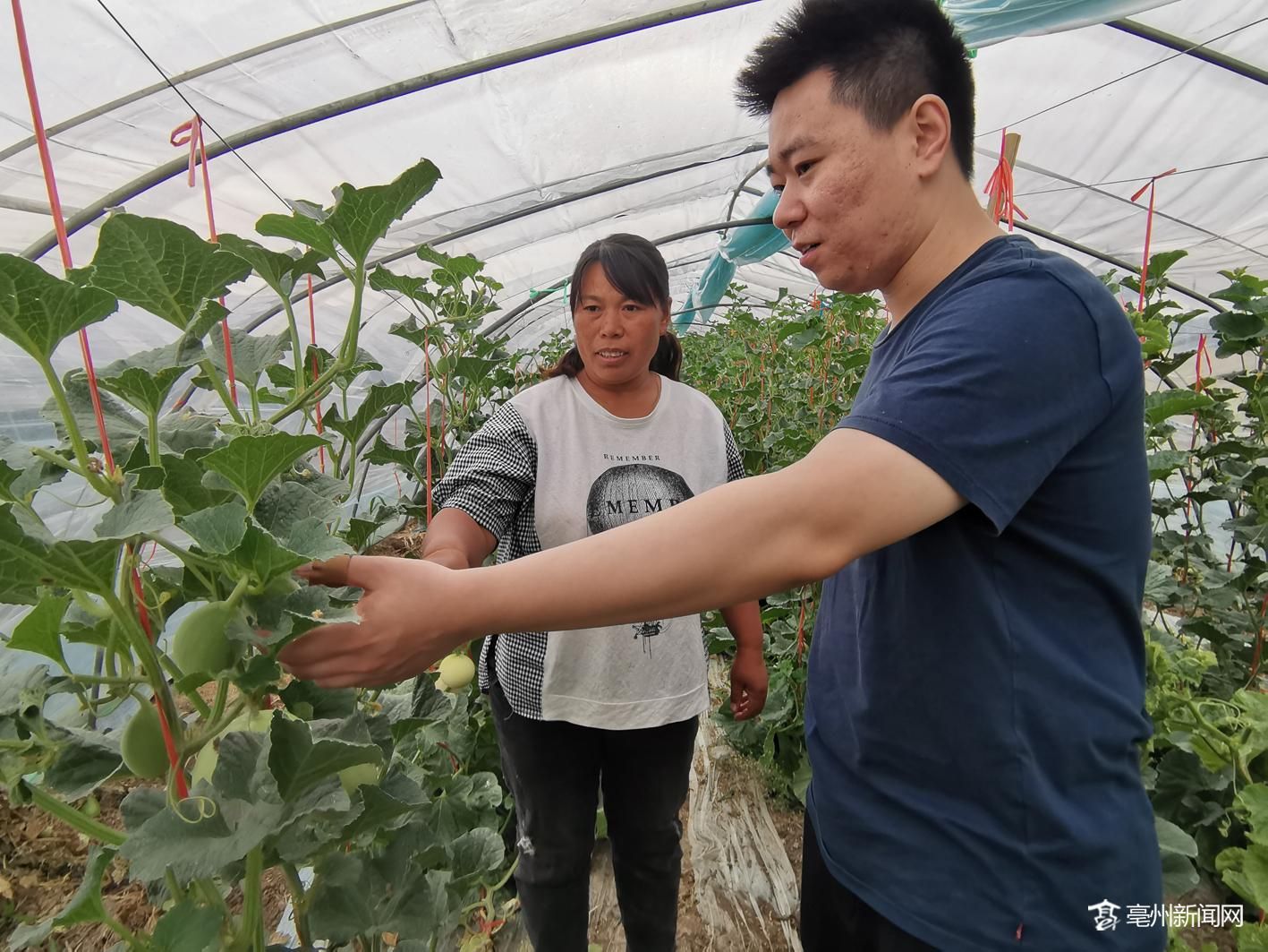 亳州市：贫困户种菜“趟”出一条致富路