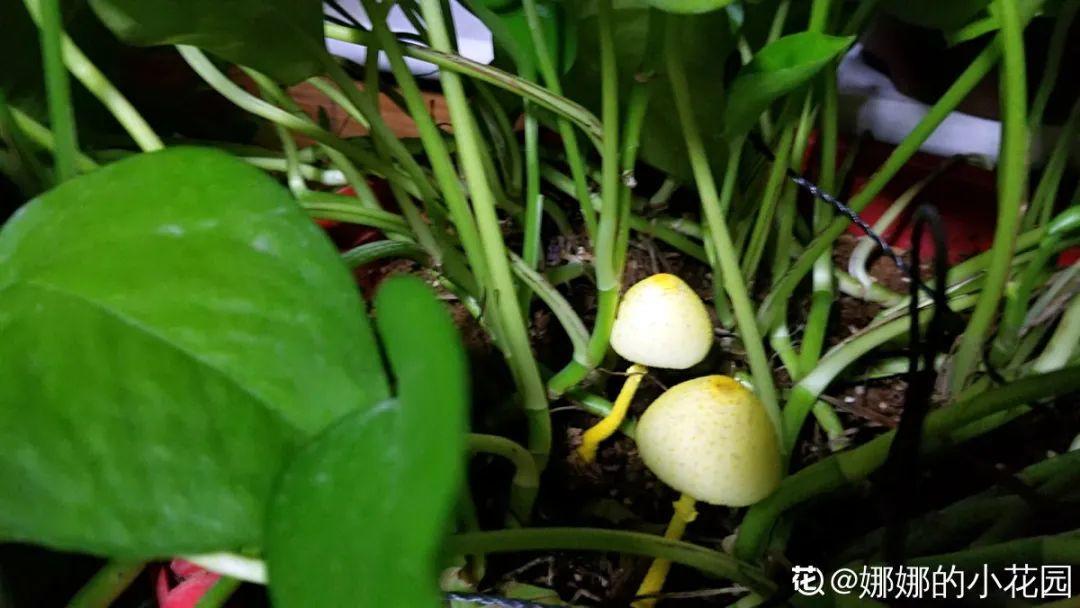 10種“臟臟”花，愛干凈的人別養，會招蟲子